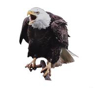 Bird Control Leurre hibou en acrylique avec design réaliste et cordon de suspension pour protéger le jardin, la terrasse et le balcon (B)