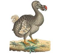 Bird Dodo Vintage Illustration Art Print Toile Premium Décoration murale Poster