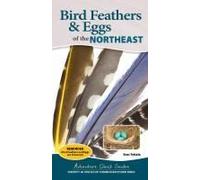 Bird Feathers & Eggs Of The Northeast