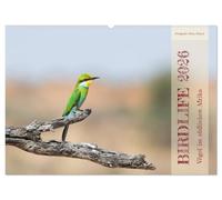 Birdlife - Vögel im südlichen Afrika (Wandkalender 2026 DIN A2 quer), CALVENDO Monatskalender: Tauchen Sie ein in die Vogelwelt des südlichen Afrikas.