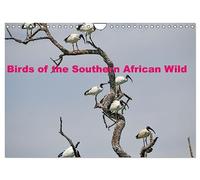 Birds of the Southern African Wild (Wall Calendar 2026 DIN A4 landscape), CALVENDO 12 Month Wall Calendar: A collection of various birds of southern Africa in their natural environment