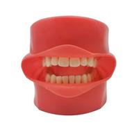 BITAYOH - Modèle de dents pratique de formation masque en Silicone mâchoire Typodont modèle 28 dent amovible pour l'enseignement des dentistes apprentissage de la démonstration