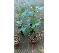 Bitter Honey Bear Albero Foglio della pianta Vernonia amygdalina