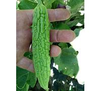 Bitter Melon, Graines de courge Amère - Momordica Charantia