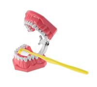 BIUDECO 1 Ensemble Modèle Pédagogique de Démonstration de Brosse à Dents pour Garçon Fille Outil Éducatif Oral Réaliste pour Apprentissage à et Maternelle
