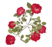 BIUDECO Roses Séchées Lot de 6 pour Décoration de Fleurs Pressées, Accessoires DIY Naturels pour Scrapbooking, Artisanat Floral et Décoration Maison