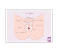 Bivea | Poster Vulve | Format A4