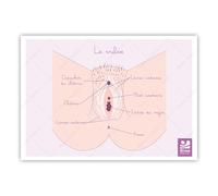 Bivea | Schéma anatomique Vulve | Format A5