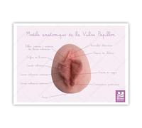Bivea | Schéma anatomique Vulve Papillon | Format A5