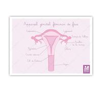 Bivea | Schéma Appareil génital féminin de face | Format A5