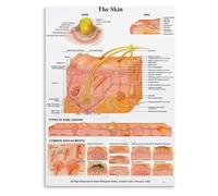 BKGWCSOR Dermatology Anatomy Skin Layers Chart Educational Biology Poster Reference for Classroom Study Office Clinic 8 X 12 in