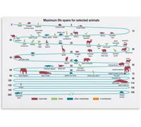 BKGWCSOR How Long Animals Live Poster Nature Science Chart Home Decor Print