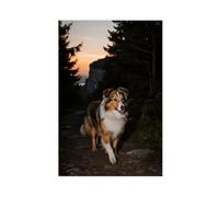 BKHJSASU Poster sur toile représentant un chien de berger des Shetland au coucher du soleil (3) - Décoration pour chambre à coucher, bureau, chambre - Cadeau - 40 x 60 cm