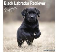 Black Labrador Puppies Calendar 2025 Square Dog Puppy Breed Wall Calendar - 16 Month