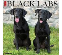 Willow Creek Press, Just Black Labs Calendrier mural 2027