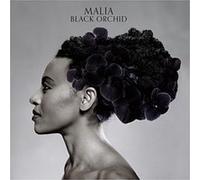 Black orchid G