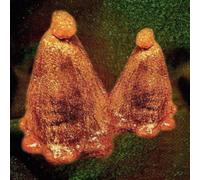 Black To Comm - Huile D?Ovocyte Et Androgènes Volés Vinyle Vert Translucide