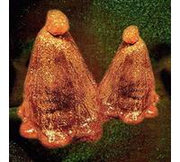 Black to Comm - Oocyte Oil & Stolen. [Import]