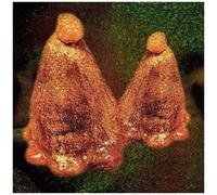 Black To Comm - Oocyte Oil & Stolen Androgens [Cd]