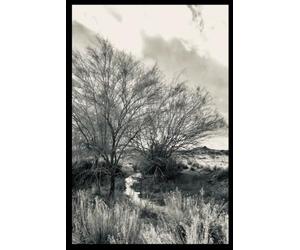 Black & White Arizona Sonoran Desert Oasis for a Spell Notebook
