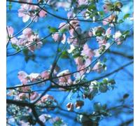 Blackbird by Joel Rl Phelps & Downer Trio (2001-03-26)