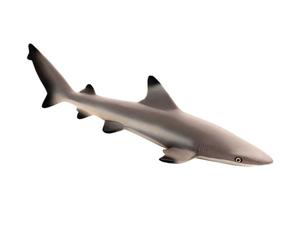 Blacktip Reef Shark