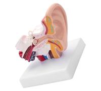 Blaihild Modèle D'anatomie de L'oreille Humaine en PVC Agrandi 1.5 Fois avec Peinture Avancée pour L'enseignement Médical, Cours de santé, Affichage de Recherche