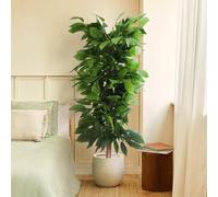 BLAINE | Manguier 150cm | Plantes Artificielles Interieur | Plantes Artificielles | Plante Artificielle Exterieur | Grande Plante Artificielle Interieur | Arbre Artificiel | Fausses Plantes