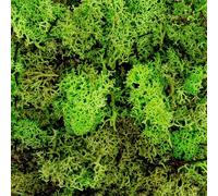 BLAINE Mousse artificielle hyper réaliste 50 g pour décorer des pots ou des aquariums pour intérieur/extérieur, rembourrage synthétique qui améliore la présentation de votre jardin et ne nécessite