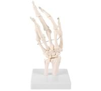 Blanc Modèle Anatomique Main Humaine en PVC pour Enseignement | Articulations et Os Main, Représentation Réaliste, Usage Laboratoire et Explication Médicale