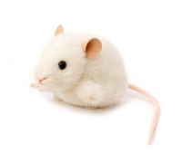 Blanc Souris Par Kosen / Kösen - Exquis & Collection Peluche - 10cm - 5561
