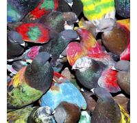 Blawan – Sickelixir – CD