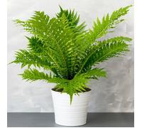 Blechnum Gibbum ""Silver Lady""| Plante d'intérieur Fougère Naine à Feuillage Persistant à Vendre | de 25 à 35 cm en Pot