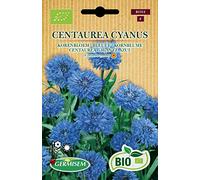 Bleuet Centaure cyanus