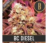 Blimburn Seeds Graines De Cannabis Bc Diesel Féminisées 6 Pièces