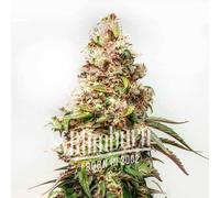 Blimburn Seeds Graines De Cannabis Charlottes Web Féminisées 6 Pièces
