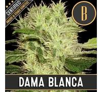 Blimburn Seeds Graines De Cannabis Dama Blanca Féminisées 6 Pièces