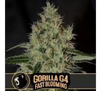 Blimburn Seeds Graines De Cannabis Gorilla Glue G4 À Floraison Rapide 6 Pièces