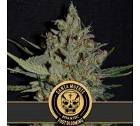 Blimburn Seeds Graines De Cannabis Santa Muerte À Floraison Rapide Féminisée 6 Pièces