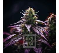 Blimburn Seeds Graines De Cannabis Sirius Black Féminisées 9 Pièces