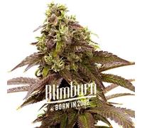 Blimburn Seeds Graines De Cannabis Sleepy Joe Féminisées 6 Pièces