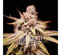 Blimburn Seeds Graines De Cannabis Wifi Og Féminisées 6 Pièces