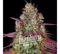 Blimburn Seeds Graines De Mimosa Féminisées 6 Pièces