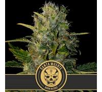 Blimburn Seeds Graines De Santa Muerte Féminisées 3 Paires.