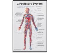 Blood Flow Anatomy Chart Circulatory System Canvas Wall Art Medical Decor for Study and Living Room(Framed,08x12inch(20x30cm))