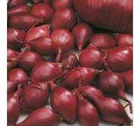 Bloomique - 125 pièces - Oignons Stuttgarter Riesen - Oignon rouge - Oignons de semence - Spécialement sélectionnés pour la culture domestique - Potager - Résistant à l'hiver - Vivace