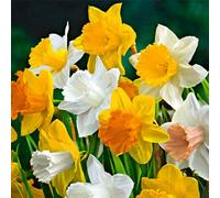 Bloomique - 15 pièces - Narcissus - Jonquilles - Mélange à grandes fleurs - Floraison précoce - Bulbes de Fleurs à Planter Extérieur - Vivace - Rustique - Pousse jusqu'à 35-45 cm