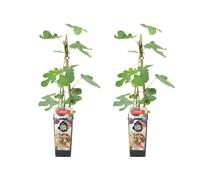 Bloomique - 2x Ficus Carica 'Brown Turkey' - Figuier - Arbres fruitiers - Plantes de jardin - Résistant à l'hiver - ⌀14 cm - Hauteur 60-70cm