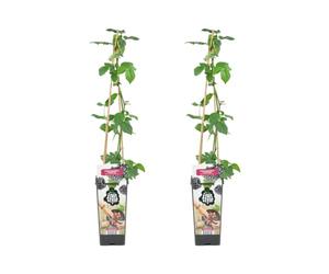 Bloomique - 2x Rubus Fruticosus 'Thornfree' - Mûrier - Plantes fruitières - Plantes de jardin - Résistant à l'hiver - ⌀14 cm - Hauteur 60-70cm
