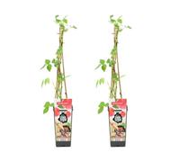 Bloomique - 2x Rubus Idaeus 'Héritage' - Framboos Plant - Fruitplanten - Tuinplanten - Winterhard - ⌀14 cm - Hoogte 60-70cm